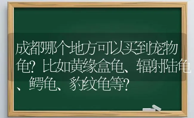 成都哪个地方可以买到宠物龟?比如黄缘盒龟、辐射陆龟、鳄龟、豹纹龟等？ | 动物养殖问答