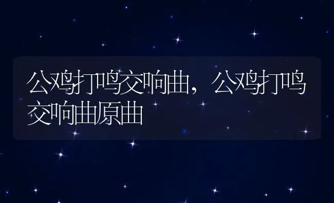 公鸡打鸣交响曲,公鸡打鸣交响曲原曲 | 宠物百科知识