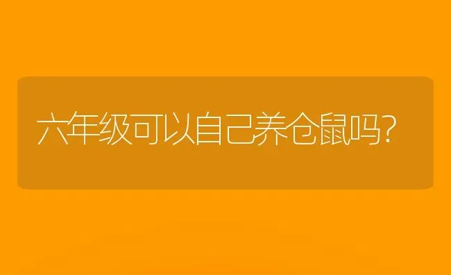 六年级可以自己养仓鼠吗？ | 动物养殖问答