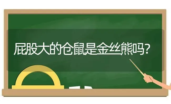 布偶猫毛色变白是怎么回事？ | 动物养殖问答