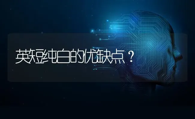 英短纯白的优缺点？ | 动物养殖问答