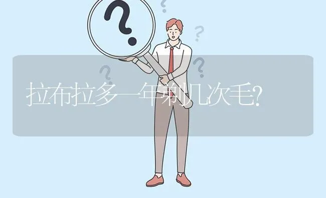 拉布拉多一年剃几次毛？ | 动物养殖问答