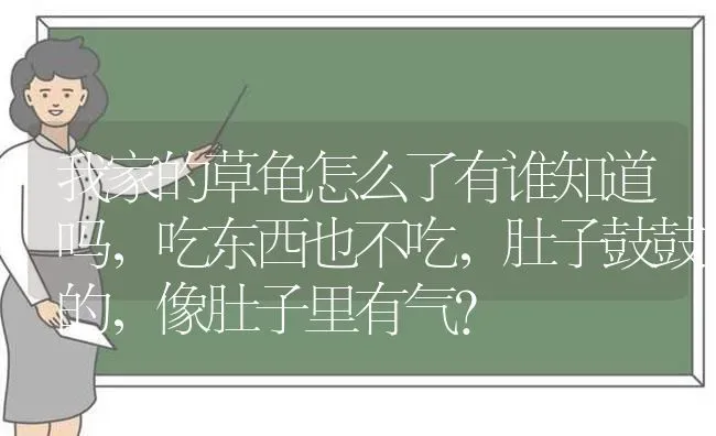 我家的草龟怎么了有谁知道吗，吃东西也不吃，肚子鼓鼓的，像肚子里有气？ | 动物养殖问答