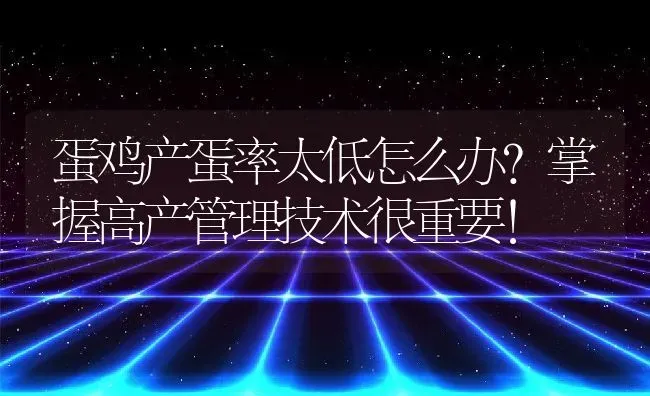 蛋鸡产蛋率太低怎么办？掌握高产管理技术很重要！ | 动物养殖百科