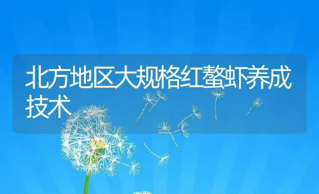 北方地区大规格红螯虾养成技术 | 动物养殖饲料