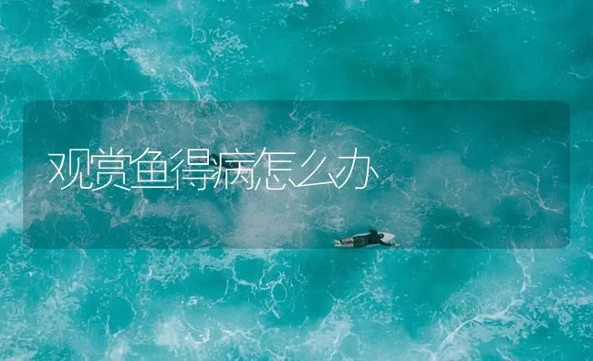 观赏鱼得病怎么办 | 海水养殖技术