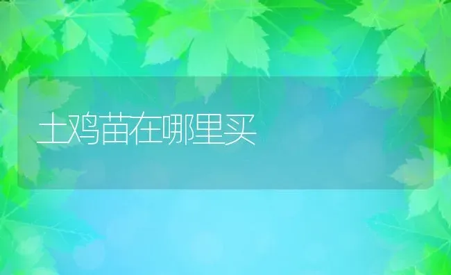 土鸡苗在哪里买 | 动物养殖百科