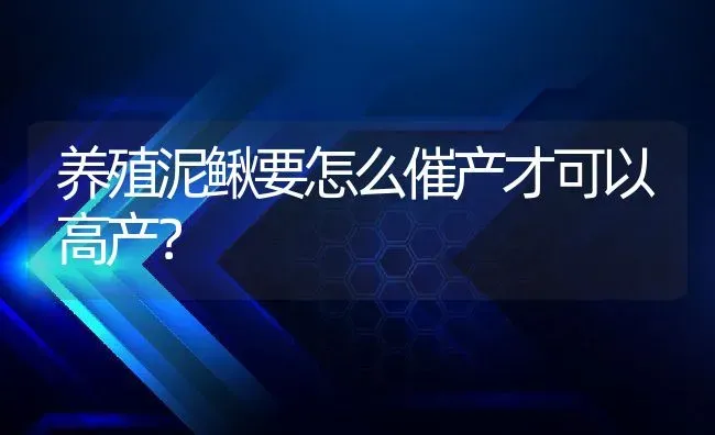 养殖泥鳅要怎么催产才可以高产？ | 动物养殖百科