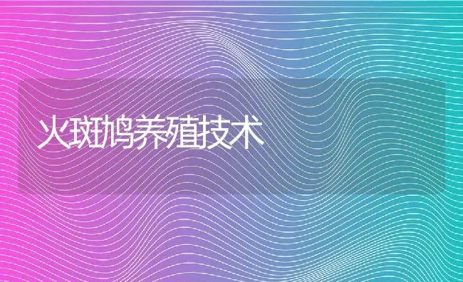 火斑鸠养殖技术 | 动物养殖百科