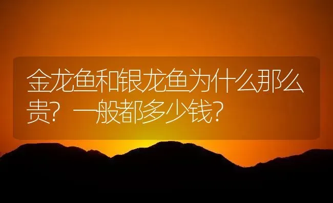 金龙鱼和银龙鱼为什么那么贵?一般都多少钱？ | 鱼类宠物饲养