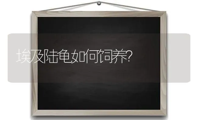 埃及陆龟如何饲养？ | 动物养殖问答