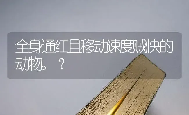 全身通红且移动速度贼快的动物。？ | 动物养殖问答