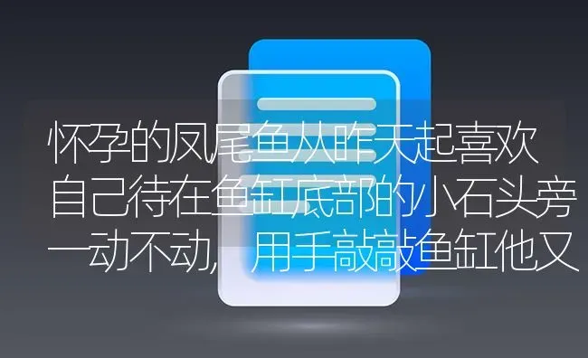 怀孕的凤尾鱼从昨天起喜欢自己待在鱼缸底部的小石头旁一动不动,用手敲敲鱼缸他又游两下，怎么回事？还有就是中午开始发现身子有点斜，游动的时候又 | 鱼类宠物饲养