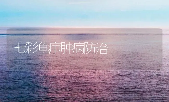 七彩龟疖肿病防治 | 海水养殖技术