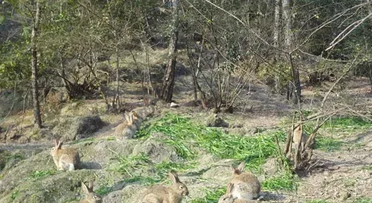 野兔的夏季管理方法