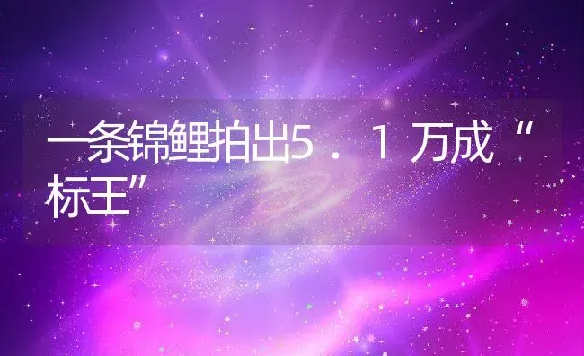 一条锦鲤拍出5.1万成“标王” | 动物养殖教程