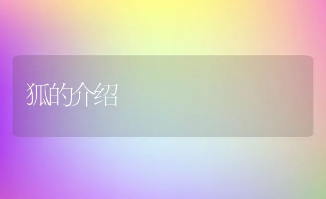 狐的介绍 | 动物养殖学堂