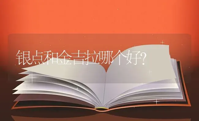 银点和金吉拉哪个好？ | 动物养殖问答