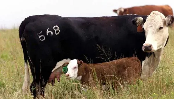 肉牛养殖前景分析 养一头肉牛的成本与利润