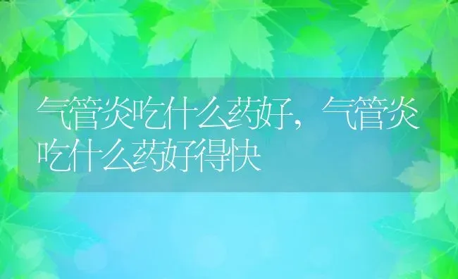 气管炎吃什么药好,气管炎吃什么药好得快 | 宠物百科知识