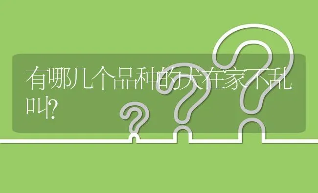 有哪几个品种的犬在家不乱叫？ | 动物养殖问答