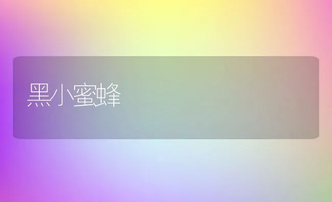 黑小蜜蜂 | 水产养殖知识