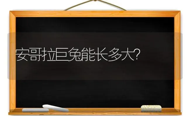 安哥拉巨兔能长多大？ | 动物养殖问答