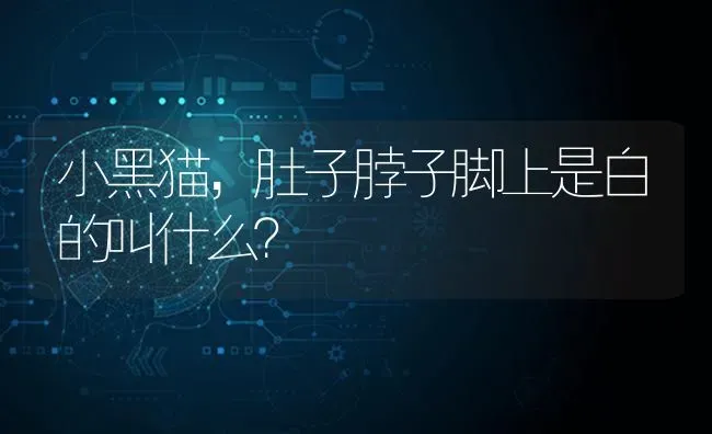 小黑猫，肚子脖子脚上是白的叫什么？ | 动物养殖问答