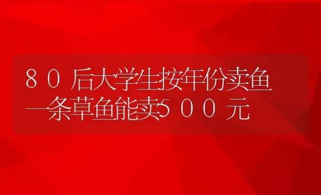 80后大学生按年份卖鱼 一条草鱼能卖500元 | 动物养殖教程