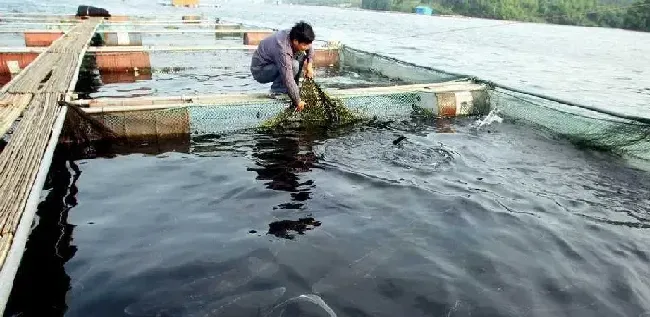 鲟鱼的饲养管理应注意事项