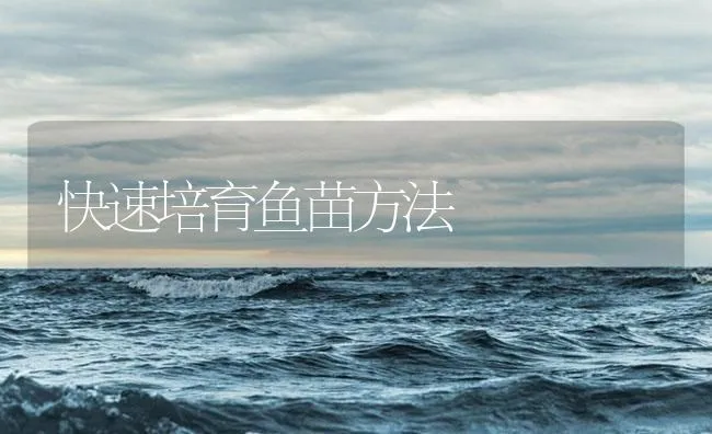 快速培育鱼苗方法 | 海水养殖技术