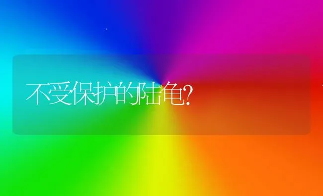 不受保护的陆龟？ | 动物养殖问答