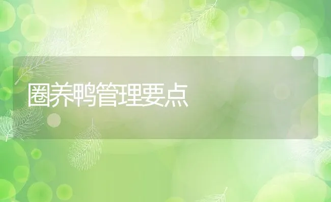 圈养鸭管理要点 | 动物养殖饲料