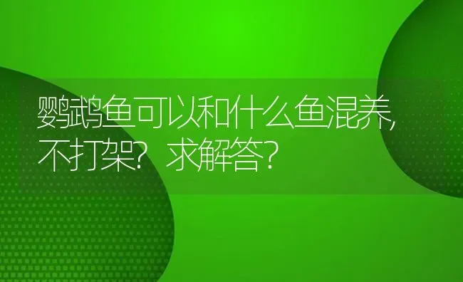 鹦鹉鱼可以和什么鱼混养,不打架?求解答？ | 鱼类宠物饲养