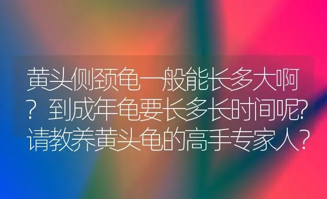 狗狗怀孕几个月就会分娩啊？ | 动物养殖问答