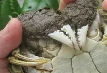 大闸蟹池塘青苔综合防治技术