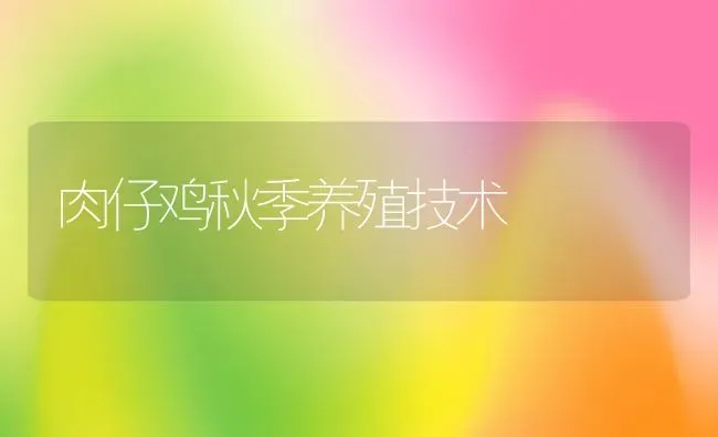 肉仔鸡秋季养殖技术 | 动物养殖教程