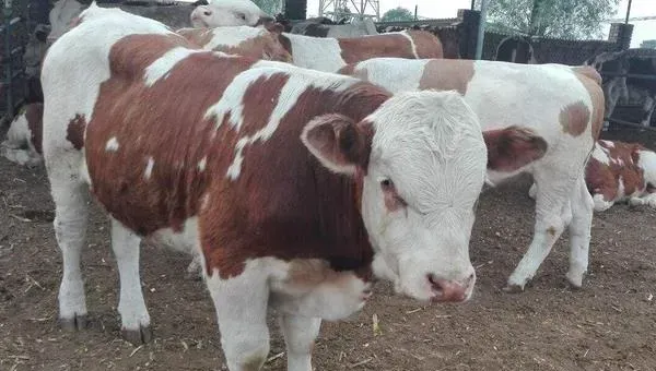 肉牛养殖前景分析 养一头肉牛的成本与利润