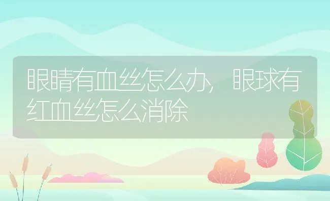 眼睛有血丝怎么办,眼球有红血丝怎么消除 | 宠物百科知识