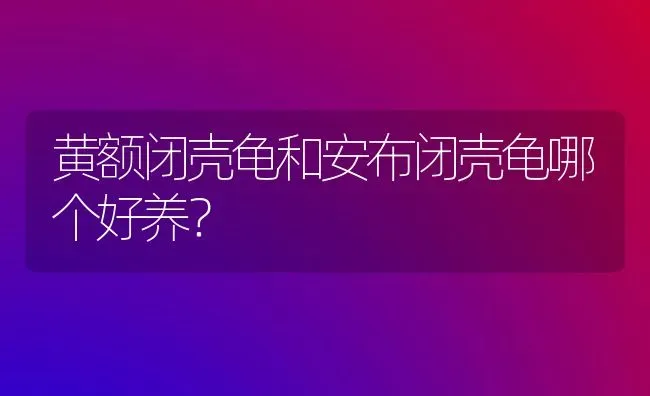 黄额闭壳龟和安布闭壳龟哪个好养？ | 动物养殖问答