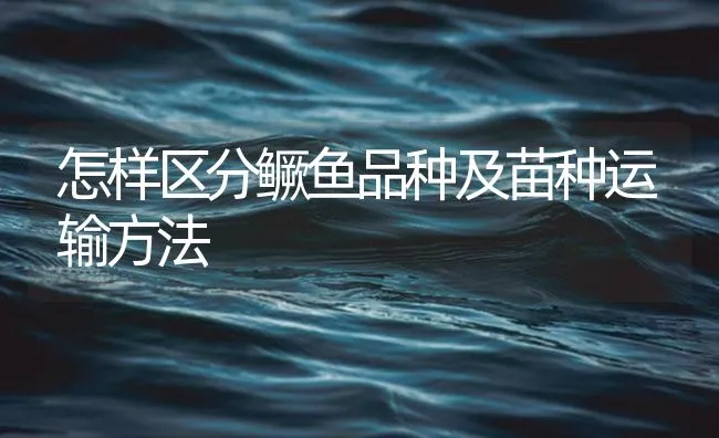 怎样区分鳜鱼品种及苗种运输方法 | 海水养殖技术