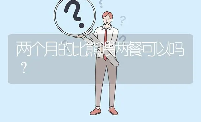 两个月的比熊喂两餐可以吗？ | 动物养殖问答