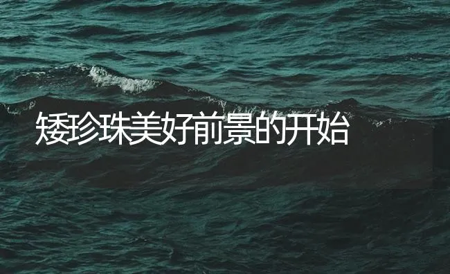 矮珍珠美好前景的开始 | 海水养殖技术