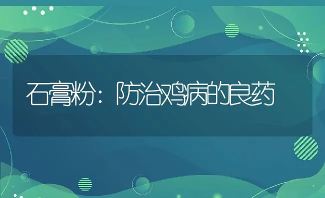 石膏粉：防治鸡病的良药 | 动物养殖学堂