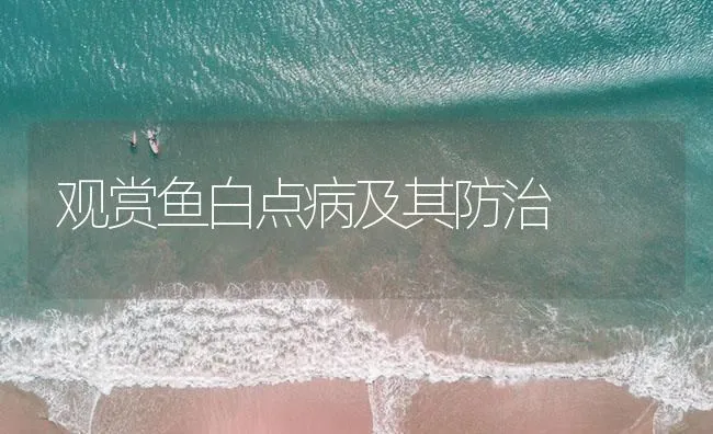 观赏鱼白点病及其防治 | 海水养殖技术