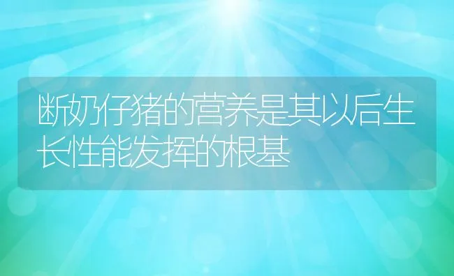 断奶仔猪的营养是其以后生长性能发挥的根基 | 动物养殖学堂