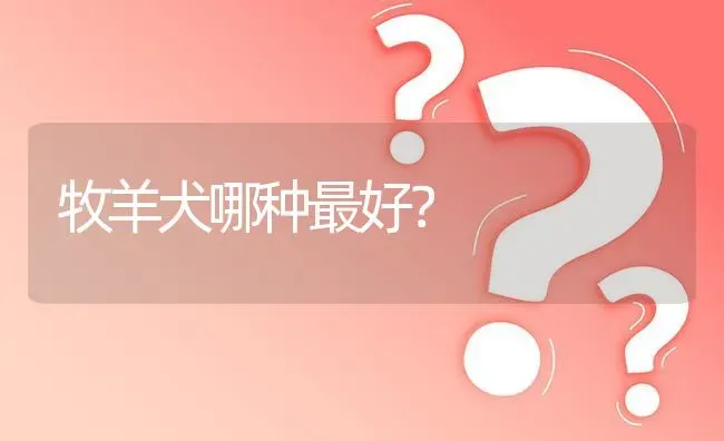 牧羊犬哪种最好？ | 动物养殖问答