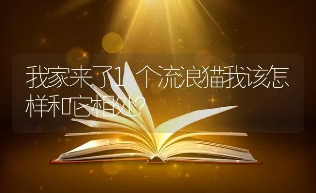 我家来了1个流浪猫我该怎样和它相处？ | 动物养殖问答