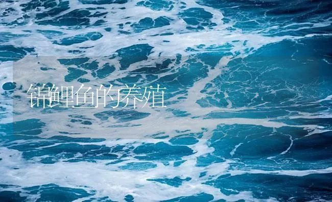 锦鲤鱼的养殖 | 海水养殖技术