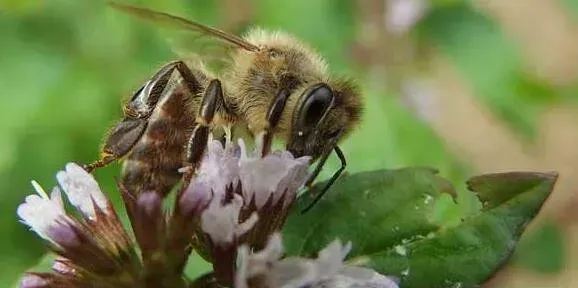 现在投资2万养蜜蜂利润一般多少？